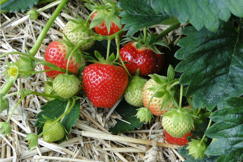 Bio-Erdbeeren - Stroh statt Chemie