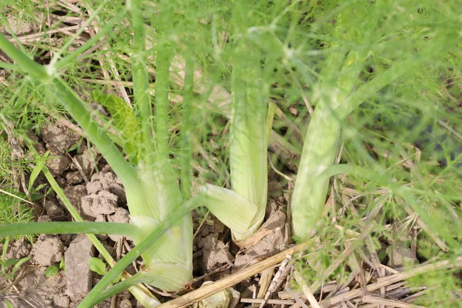 junger Knollenfenchel am Feld